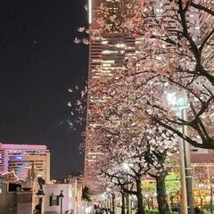 3月は夜桜ランニング🌸