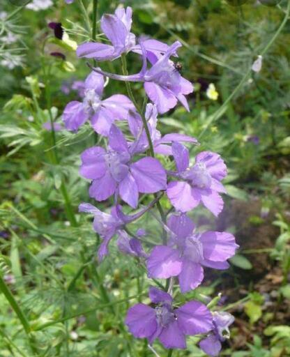 ラークスパー 花の苗 Rupo 松江しんじ湖温泉のその他の中古あげます 譲ります ジモティーで不用品の処分