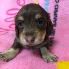 人気色のチョコタンダックスフント男の子産まれました！