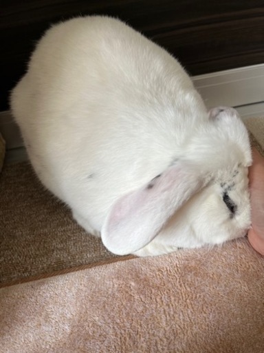 うさぎ飼ってる人お友達になってください もにょにょん 小浜の友達のメンバー募集 無料掲載の掲示板 ジモティー