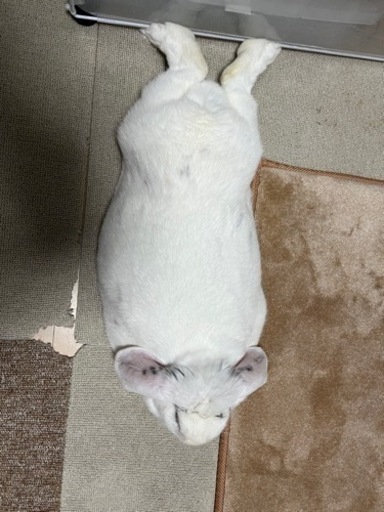 うさぎ飼ってる人お友達になってください もにょにょん 小浜の友達のメンバー募集 無料掲載の掲示板 ジモティー