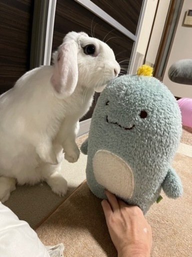 うさぎ飼ってる人お友達になってください もにょにょん 小浜の友達のメンバー募集 無料掲載の掲示板 ジモティー