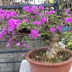 中古ブーゲンビリアが無料 格安で買える ジモティー