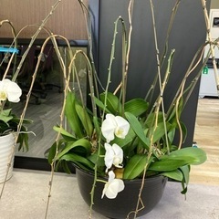 咲き終わった胡蝶蘭の株と植木鉢