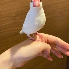 白文鳥(オス)の里親を探しています。