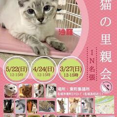 猫の譲渡会のお知らせ - 名張市