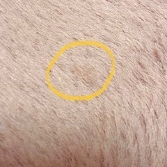 【現金だと8,000円】ラグマット　150cm　ミーティス ラウンドラグ ピンク　フランフラン