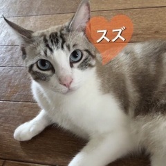 かまってちゃんの甘えん坊、スズちゃん。