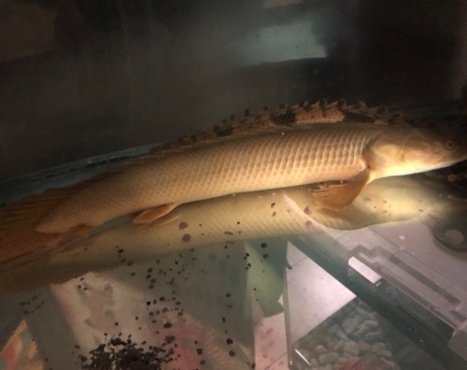 【値下げ】【大特価】【淡水魚】【古代魚】ポリプテルスビキールビキール