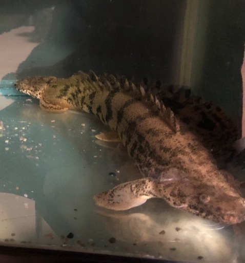 【値下げ】【大特価】【淡水魚】【古代魚】ポリプテルスエンドリケリー2匹