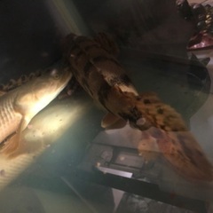 【値下げ】【大特価】【淡水魚】【古代魚】ポリプテルスエンドリケリー2匹