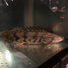 【値下げ】【大特価】【淡水魚】【古代魚】ポリプテルスエンドリケリー2匹
