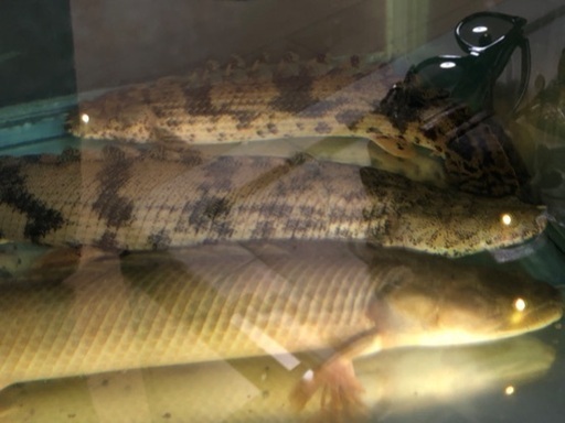 値下げ】【大特価】【淡水魚】【古代魚】ポリプテルスエンドリケリー2 ...