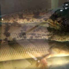 【値下げ】【大特価】【淡水魚】【古代魚】ポリプテルスエンドリケリー2匹