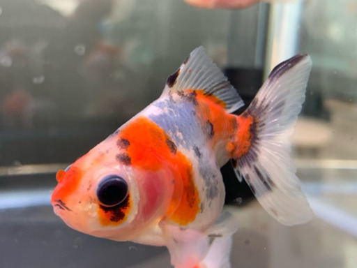 キャリコ 桜琉金 金魚 可愛い よっしー 東近江のその他の中古あげます 譲ります ジモティーで不用品の処分