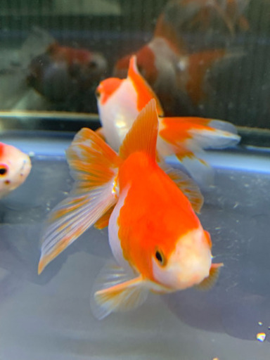 東錦 サラサ琉金 可愛い 金魚 よっしー 東近江のその他の中古あげます 譲ります ジモティーで不用品の処分