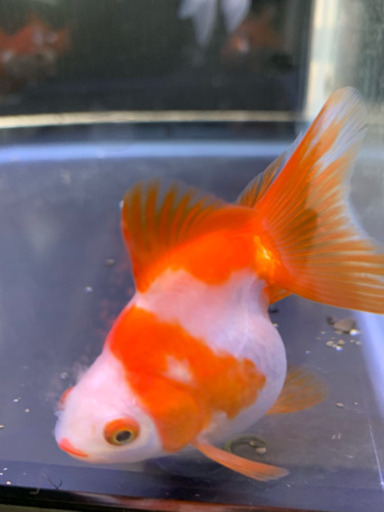 東錦 サラサ琉金 可愛い 金魚 よっしー 東近江のその他の中古あげます 譲ります ジモティーで不用品の処分