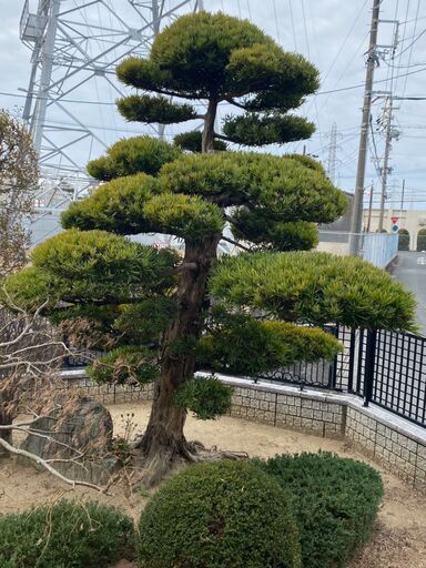 庭木 マキ 植物 植木 槙 001 - 静岡県のその他