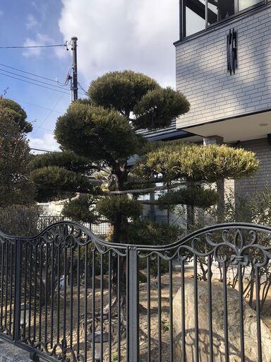 庭木　マキ　植物　植木　槙　002