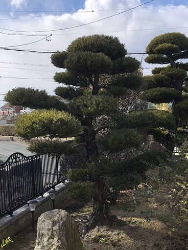 庭木 マキ 植物 植木 槙 002 【公式通販】
