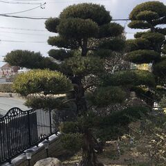 庭木　マキ　植物　植木　槙　002