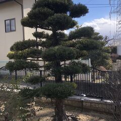 庭木　マキ　植物　植木　槙　002