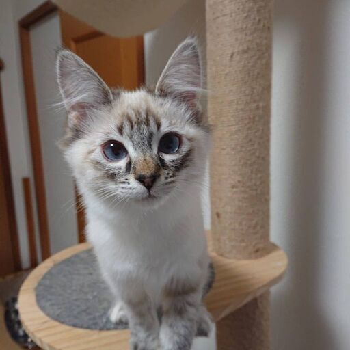 生後5ヶ月位仲良しのシャム風長毛ちゃん キジ白くん兄妹 グッチ 久留米の猫の里親募集 ジモティー