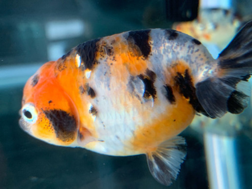 江戸錦 金魚 中国産 よっしー 東近江のその他の中古あげます 譲ります ジモティーで不用品の処分