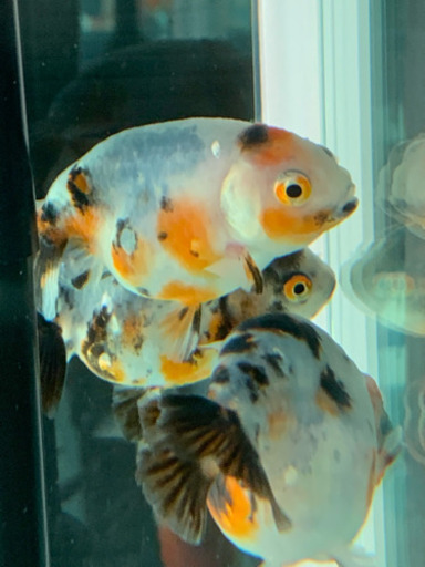 江戸錦 金魚 中国産 よっしー 東近江のその他の中古あげます 譲ります ジモティーで不用品の処分