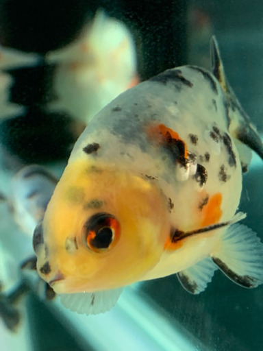 江戸錦 金魚 中国産 よっしー 東近江のその他の中古あげます 譲ります ジモティーで不用品の処分