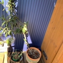 月桂樹　ローリエ　鉢植え
