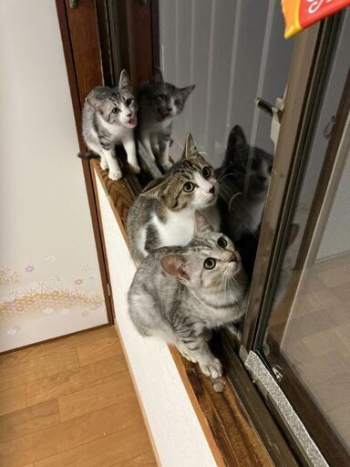 生後7 8ヶ月位元気いっぱい 仲良しキジ白 サバ白3兄妹 4 10 日曜日 譲渡会 グッチ 久留米の猫の里親募集 ジモティー