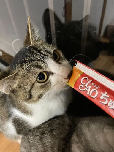 生後7 8ヶ月位元気いっぱい 仲良しキジ白 サバ白3兄妹 4 10 日曜日 譲渡会 グッチ 久留米の猫の里親募集 ジモティー