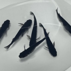 中古黒龍が無料 格安で買える ジモティー