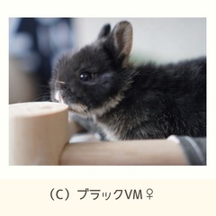 純血種🐰血統書付　ネザーランドドワーフご予約開始🐰 − 北海道