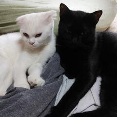 一歳の兄妹ネコちゃん☆白と黒