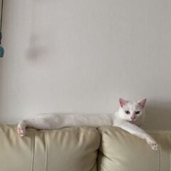 ♂白猫 6歳 元保護猫 (譲渡決定) - 枚方市