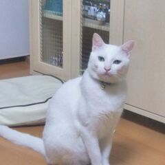 ♂白猫 6歳 元保護猫 (譲渡決定) − 大阪府