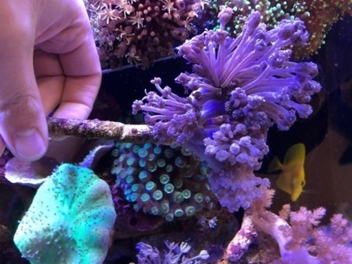 シロスジウミアザミ サンゴ海水魚 キイロハギ 南大高のその他の中古あげます 譲ります ジモティーで不用品の処分