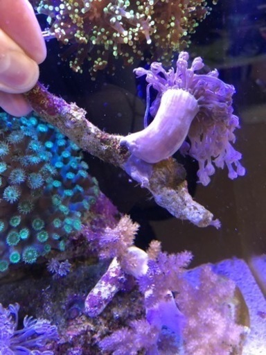 シロスジウミアザミ サンゴ海水魚 キイロハギ 南大高のその他の中古あげます 譲ります ジモティーで不用品の処分