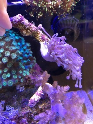 シロスジウミアザミ サンゴ海水魚 キイロハギ 南大高のその他の中古あげます 譲ります ジモティーで不用品の処分