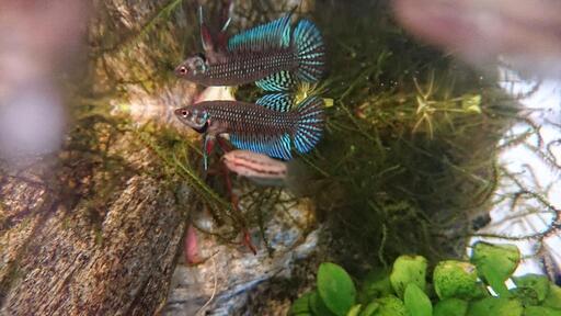 熱帯魚 ベタ マハチャイエンシス ペア 若魚 Wf1 鱧月 下浦のその他の中古あげます 譲ります ジモティーで不用品の処分