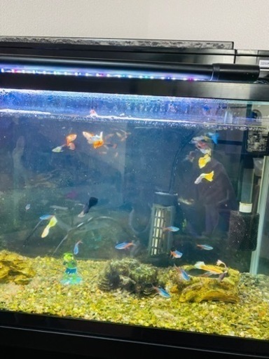 水槽セット(ネオンテトラ10匹、グッピー18匹)