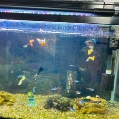 水槽セット(ネオンテトラ10匹、グッピー18匹)
