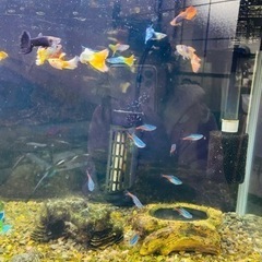 水槽セット(ネオンテトラ10匹、グッピー18匹)