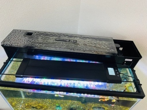 水槽セット(ネオンテトラ10匹、グッピー18匹) 水槽セット(ネオンテトラ10匹、グッピー18匹)