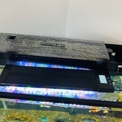 水槽セット(ネオンテトラ10匹、グッピー18匹)