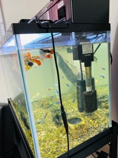 60㎝水槽、生体クラウンローチ5匹（15㎝前後3匹、10