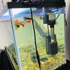 水槽セット(ネオンテトラ10匹、グッピー18匹)
