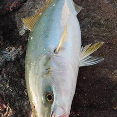 釣り仲間募集！